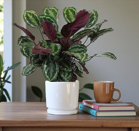 Calathea Medallion Plant - Calathea Veitchiana - Calathea Marion