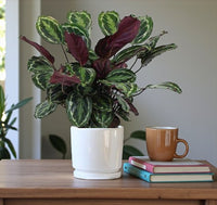 Calathea Medallion Plant - Calathea Veitchiana - Calathea Marion