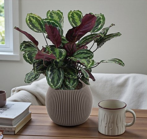 Calathea Medallion Plant - Calathea Veitchiana - Calathea Marion