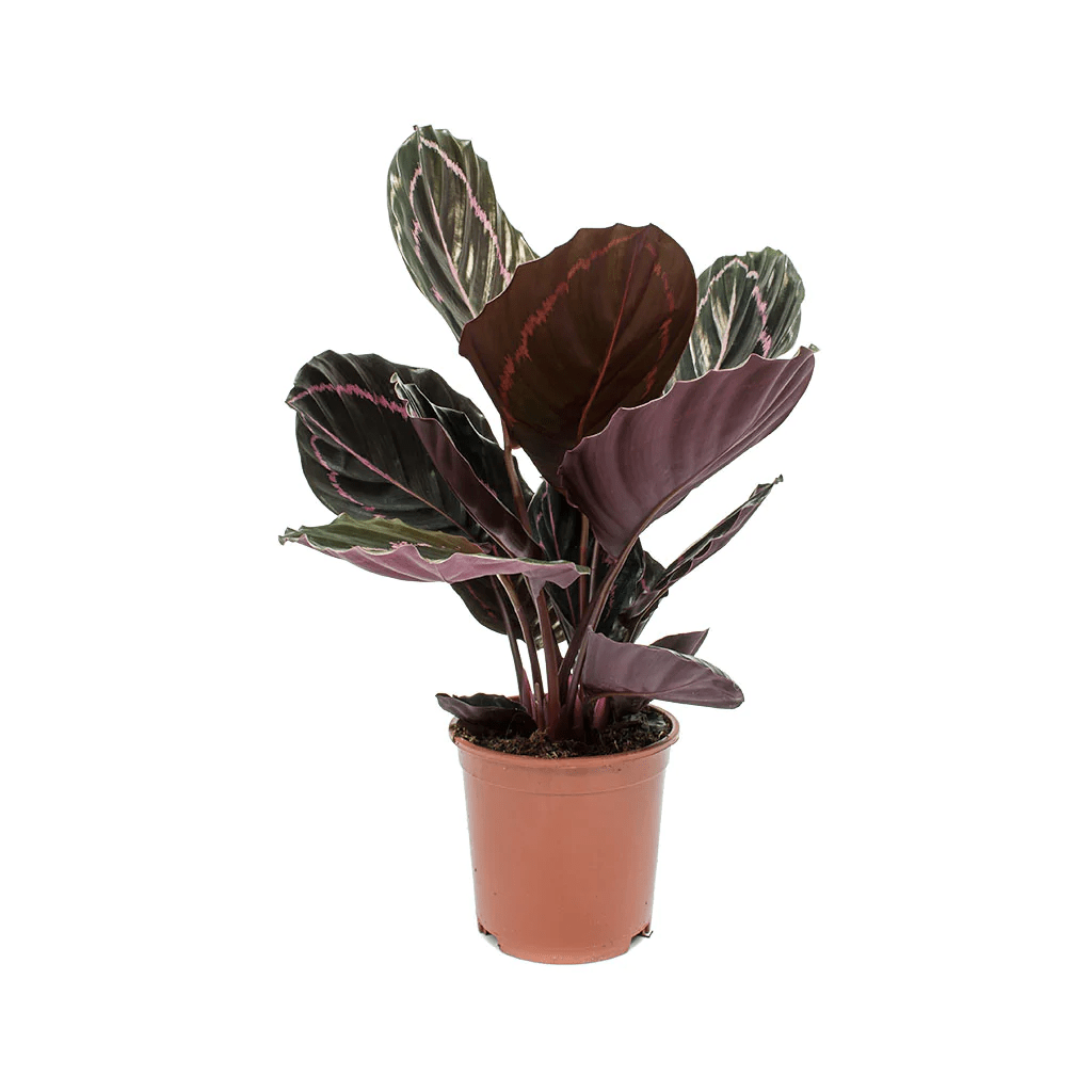 Calathea Roseopicta ‘Dottie’ Plant,Rose Painted Calathea, Black Rose,Calathea Roseopicta 'Dottie' Care Guide,Buy Calathea Roseopicta 'Dottie' Online