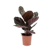 Calathea Roseopicta ‘Dottie’ Plant,Rose Painted Calathea, Black Rose,Calathea Roseopicta 'Dottie' Care Guide,Buy Calathea Roseopicta 'Dottie' Online