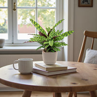 Calathea Lancifolia Plant - Rattlesnake plant