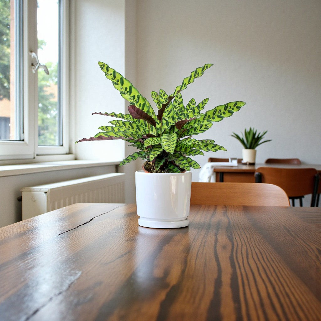 Calathea Lancifolia Plant - Rattlesnake plant