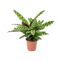 Calathea Lancifolia Plant - Rattlesnake plant