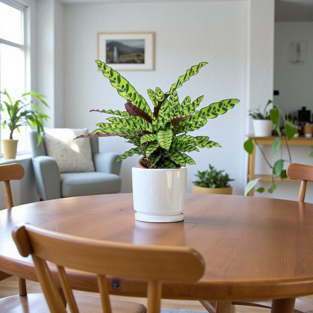 Calathea Lancifolia Plant - Rattlesnake plant