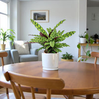 Calathea Lancifolia Plant - Rattlesnake plant