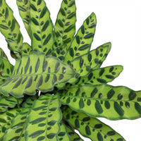 Calathea Lancifolia Plant - Rattlesnake plant