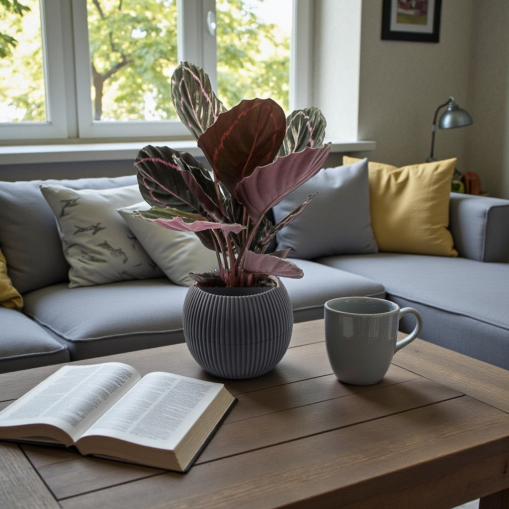 Calathea Roseopicta Plant – Rose Painted Calathea – Black Rose