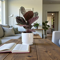 Calathea Roseopicta Plant – Rose Painted Calathea – Black Rose