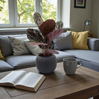 Calathea Roseopicta Plant – Rose Painted Calathea – Black Rose