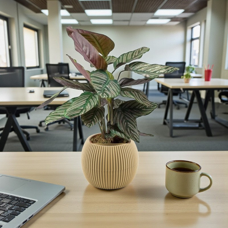 Calathea Sanderiana Plant – Peacock Plant