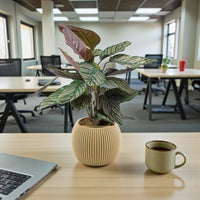 Calathea Sanderiana Plant – Peacock Plant