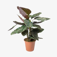 Calathea Sanderiana Plant – Peacock Plant