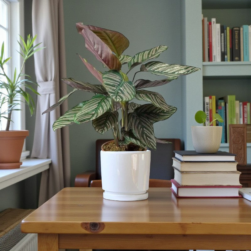 Calathea Sanderiana Plant – Peacock Plant