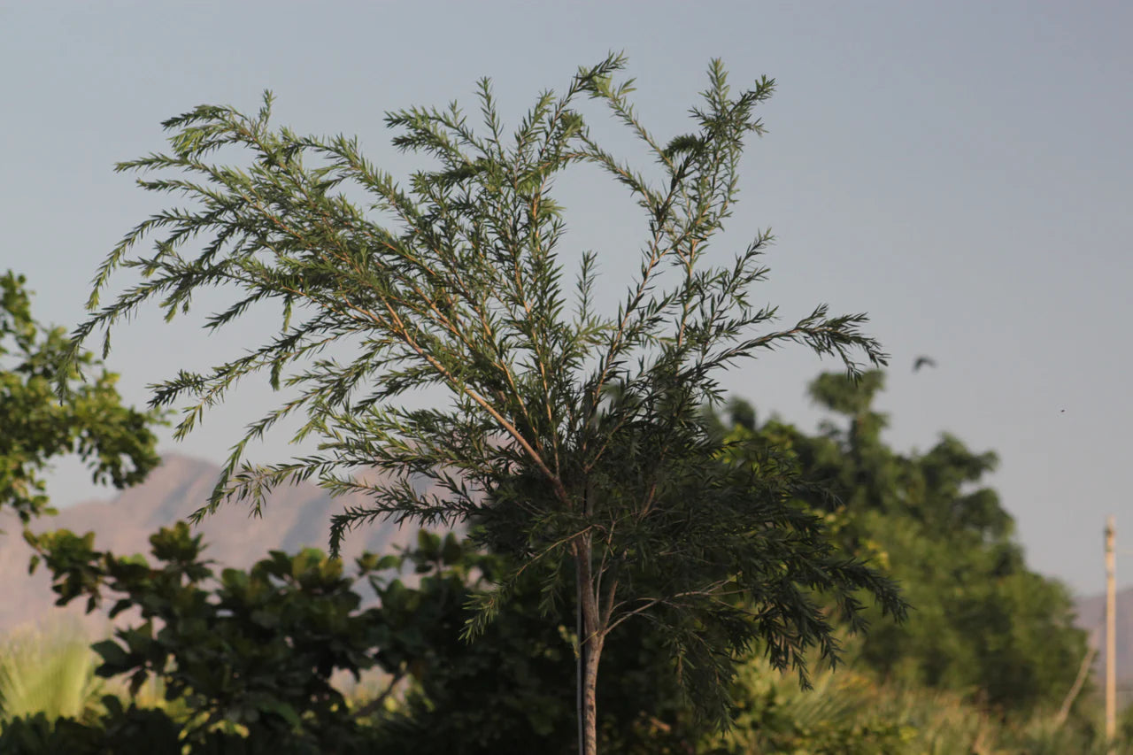 Callistemon Viminalis – Bottle Brush Tree