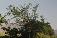 Callistemon Viminalis – Bottle Brush Tree