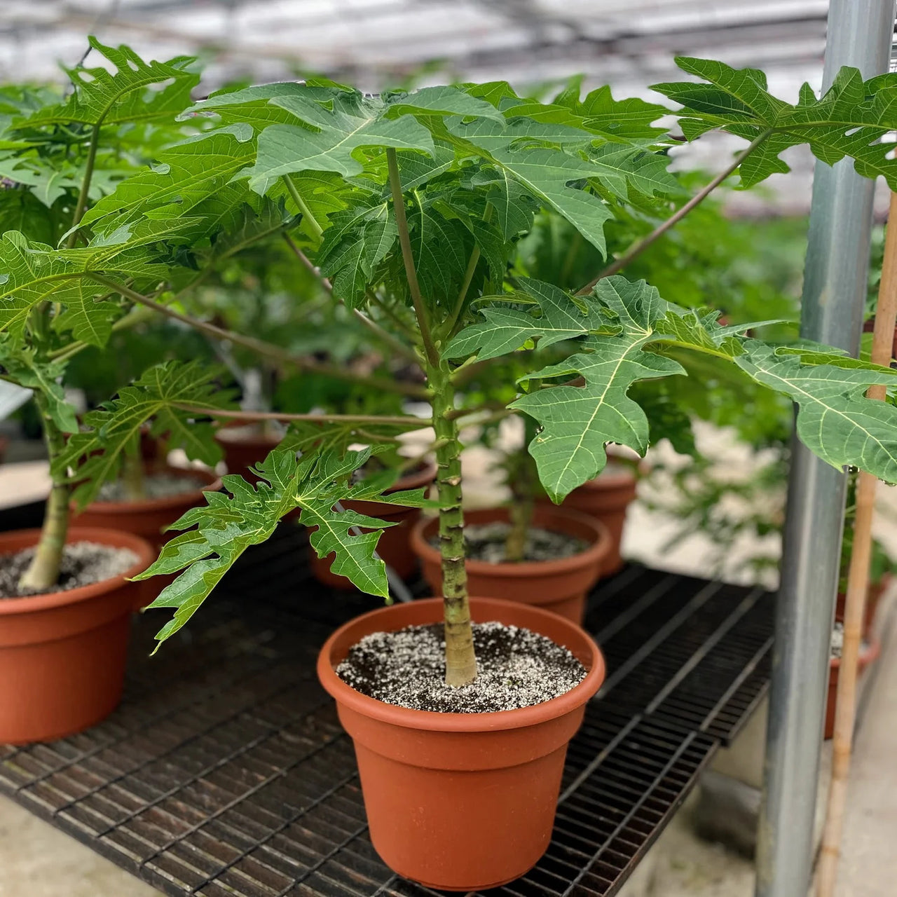 Papaya Carica - Papaya Tree