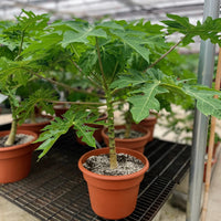 Papaya Carica - Papaya Tree