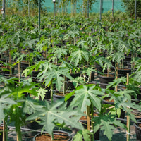 Papaya Carica - Papaya Tree
