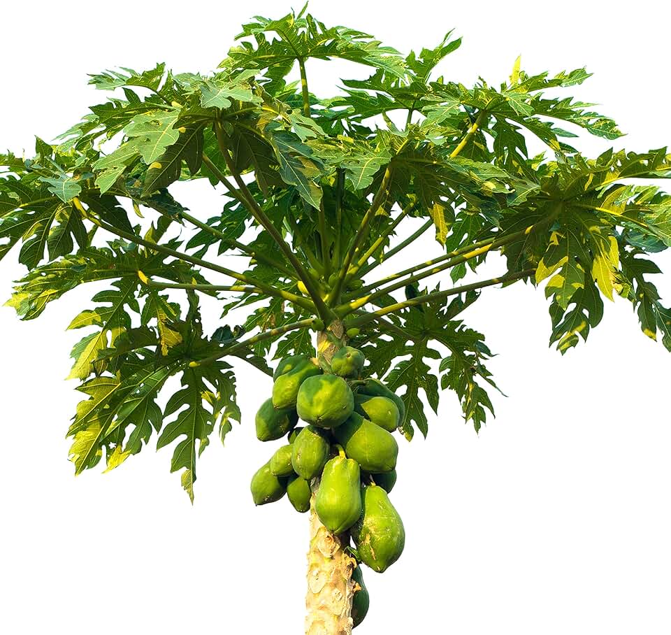 Papaya Carica - Papaya Tree