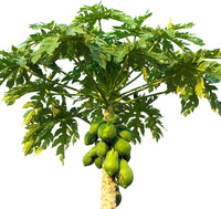 Papaya Carica - Papaya Tree