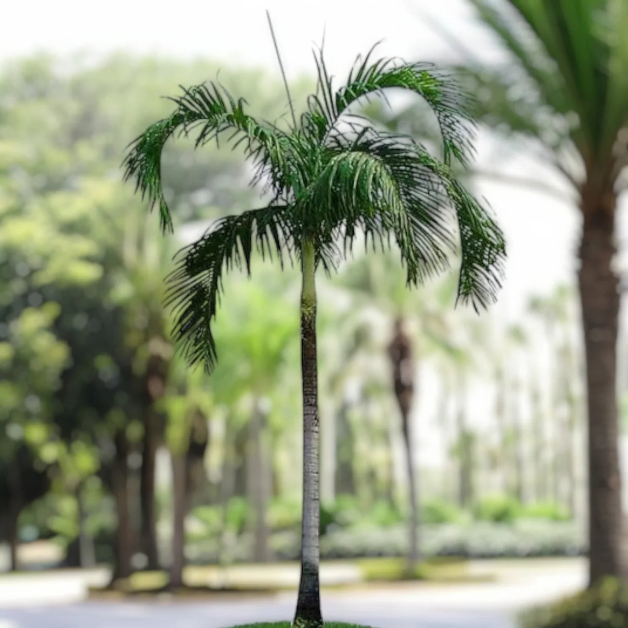 Carpentaria acuminata – Carpentaria Palm