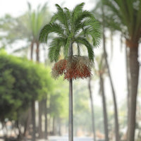 Carpentaria acuminata – Carpentaria Palm