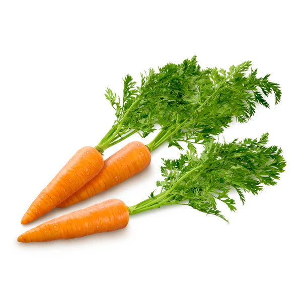 Carrot Plant (Daucus carota)