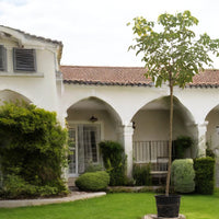Cassia Tree - Cassia Fistula - Golden Shower Tree