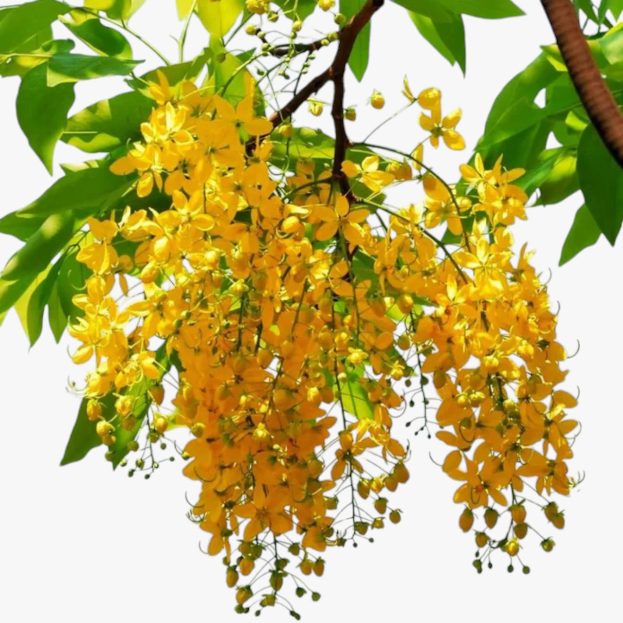 Cassia Tree - Cassia Fistula - Golden Shower Tree