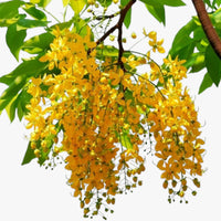 Cassia Tree - Cassia Fistula - Golden Shower Tree