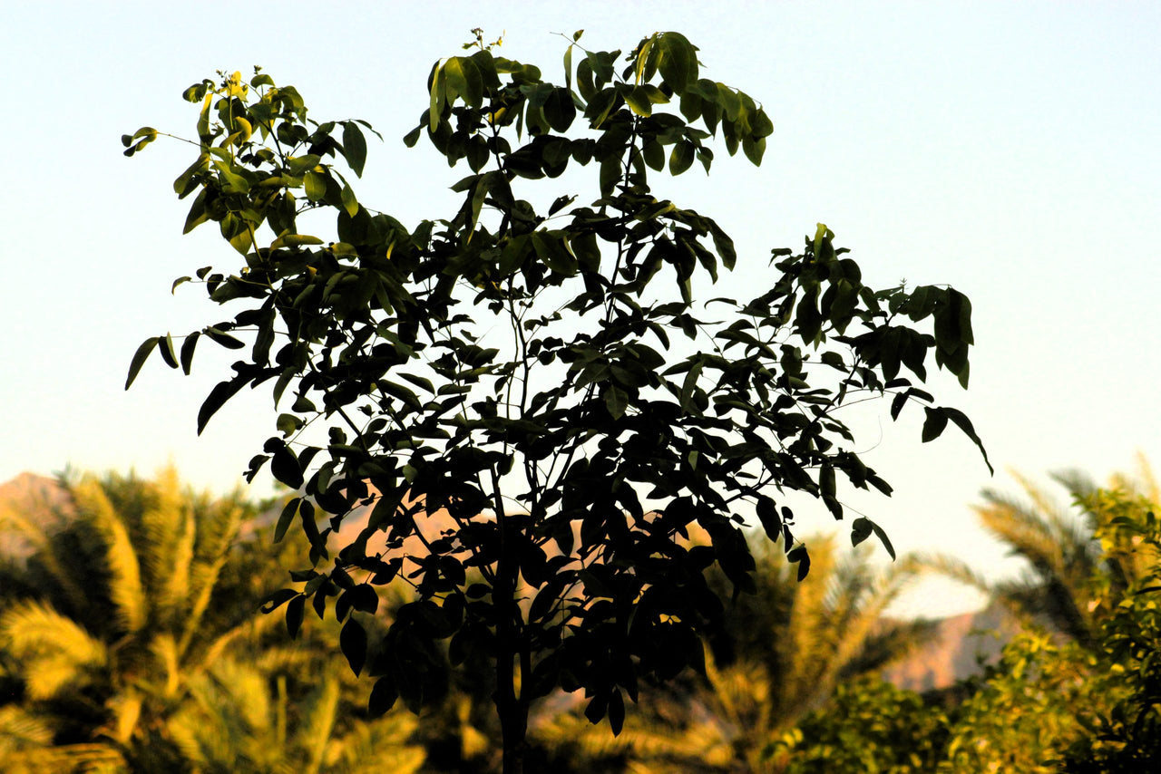 Cassia Tree - Cassia Fistula - Golden Shower Tree