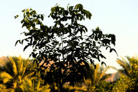 Cassia Tree - Cassia Fistula - Golden Shower Tree