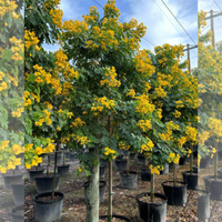 Cassia Surattensis (Glauca) Tree  - Scrambled Egg Plant