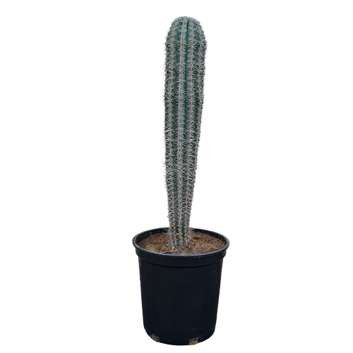 Pachycereus Pringlei Cactus Plant, Elephant Cactus Plant, Pachycereus Pringlei for sale, Mexican Giant Cardon, Outdoor Pachycereus Pringlei