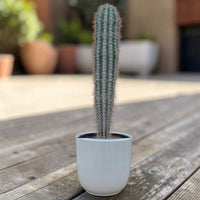 Pachycereus Pringlei Cactus