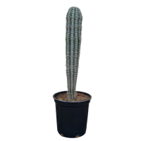 Pachycereus Pringlei Cactus Plant, Elephant Cactus Plant, Pachycereus Pringlei for sale, Mexican Giant Cardon, Outdoor Pachycereus Pringlei