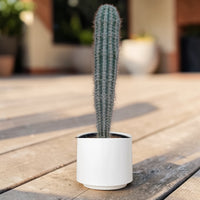 Pachycereus Pringlei Cactus