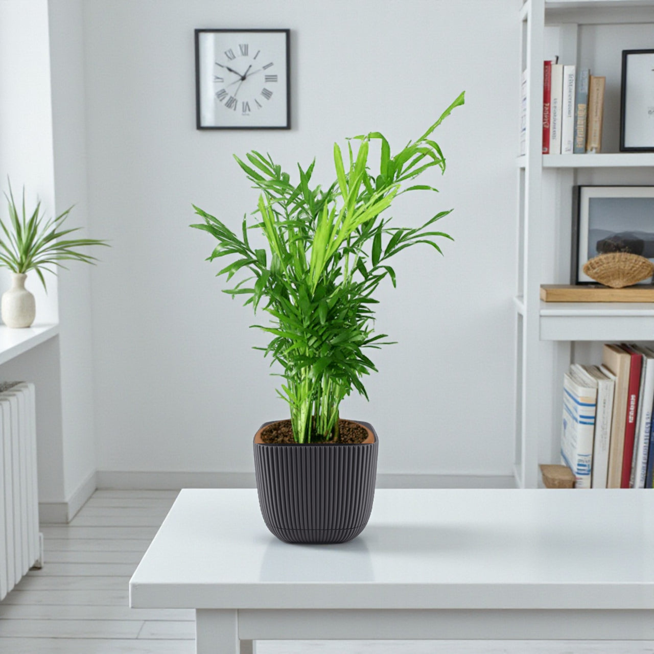 Chamaedorea Elegans Plant – Parlour palm – Dwarf Mountain Palm