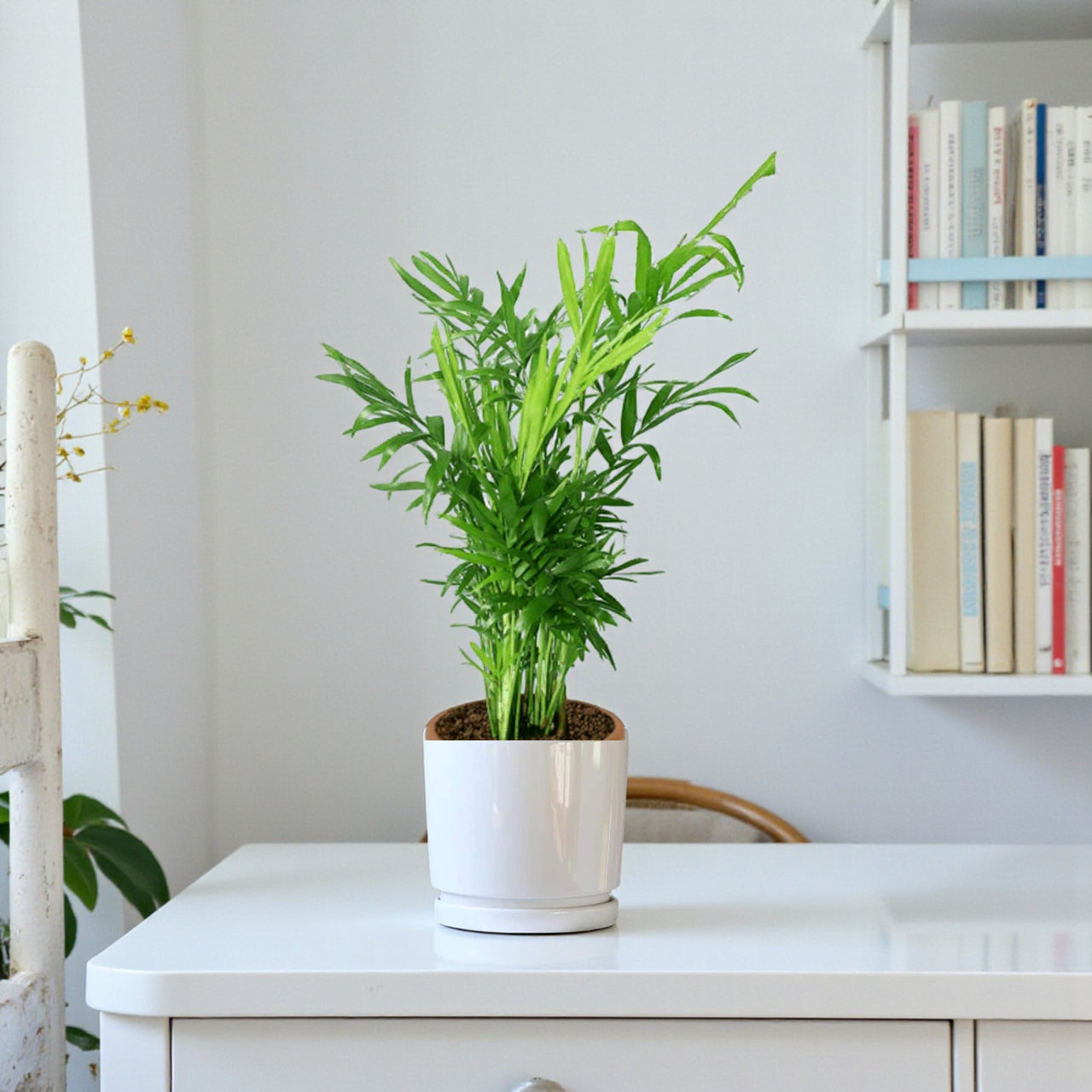 Chamaedorea Elegans Plant – Parlour palm – Dwarf Mountain Palm