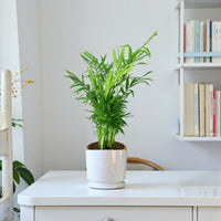 Chamaedorea Elegans Plant – Parlour palm – Dwarf Mountain Palm