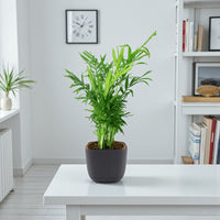 Chamaedorea Elegans Plant – Parlour palm – Dwarf Mountain Palm