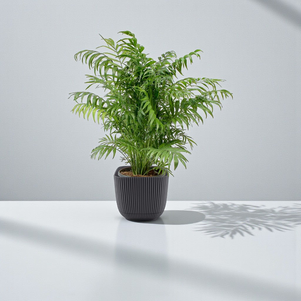 Chamaedorea Elegans Plant – Parlour palm – Dwarf Mountain Palm