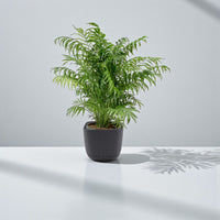 Chamaedorea Elegans Plant – Parlour palm – Dwarf Mountain Palm