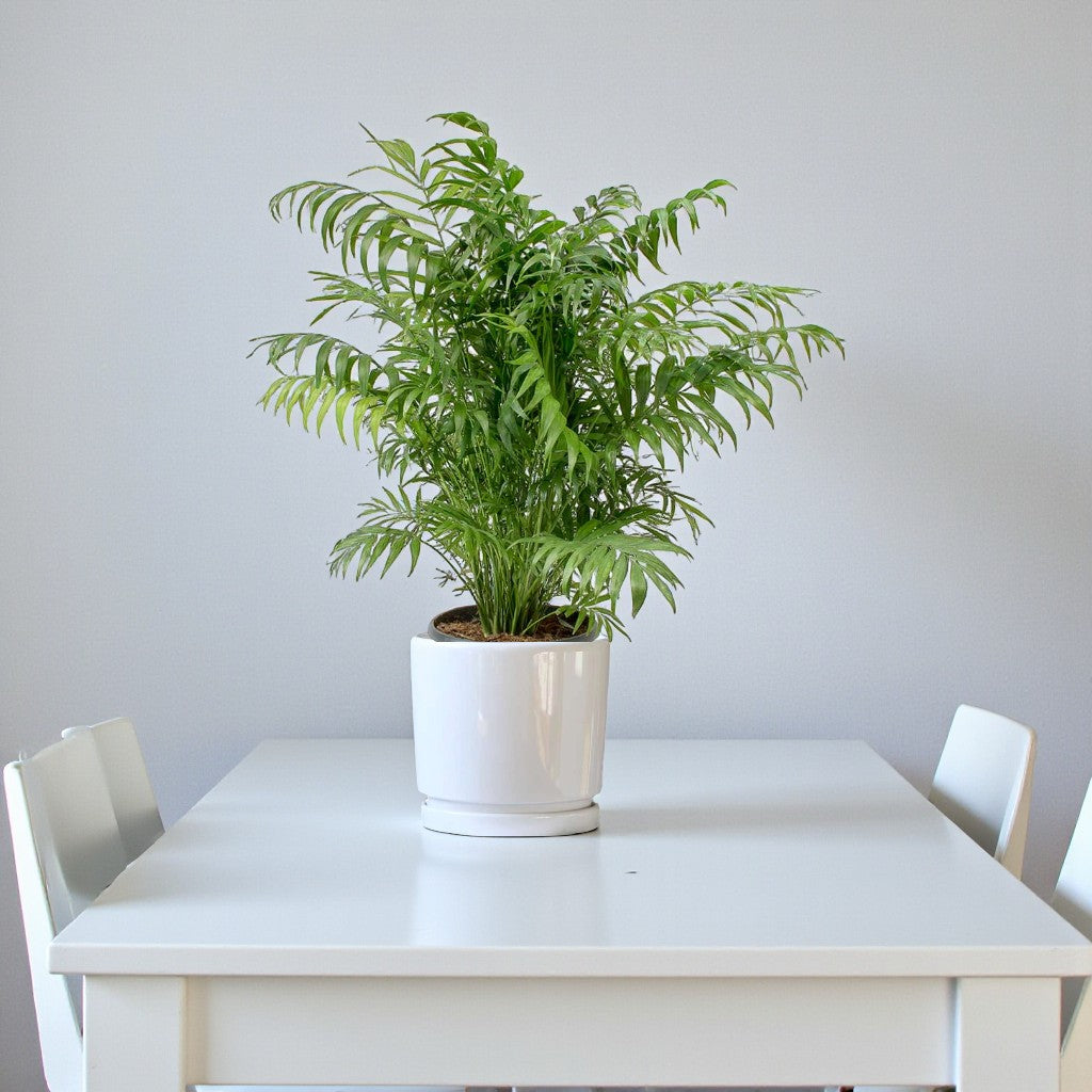 Chamaedorea Elegans Plant – Parlour palm – Dwarf Mountain Palm
