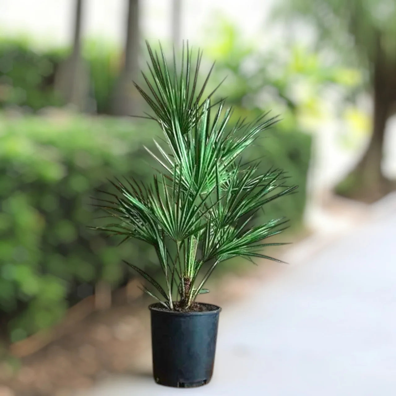 Chamaerops Humilis – European Fan Palm (Multi Trunk Specimen)