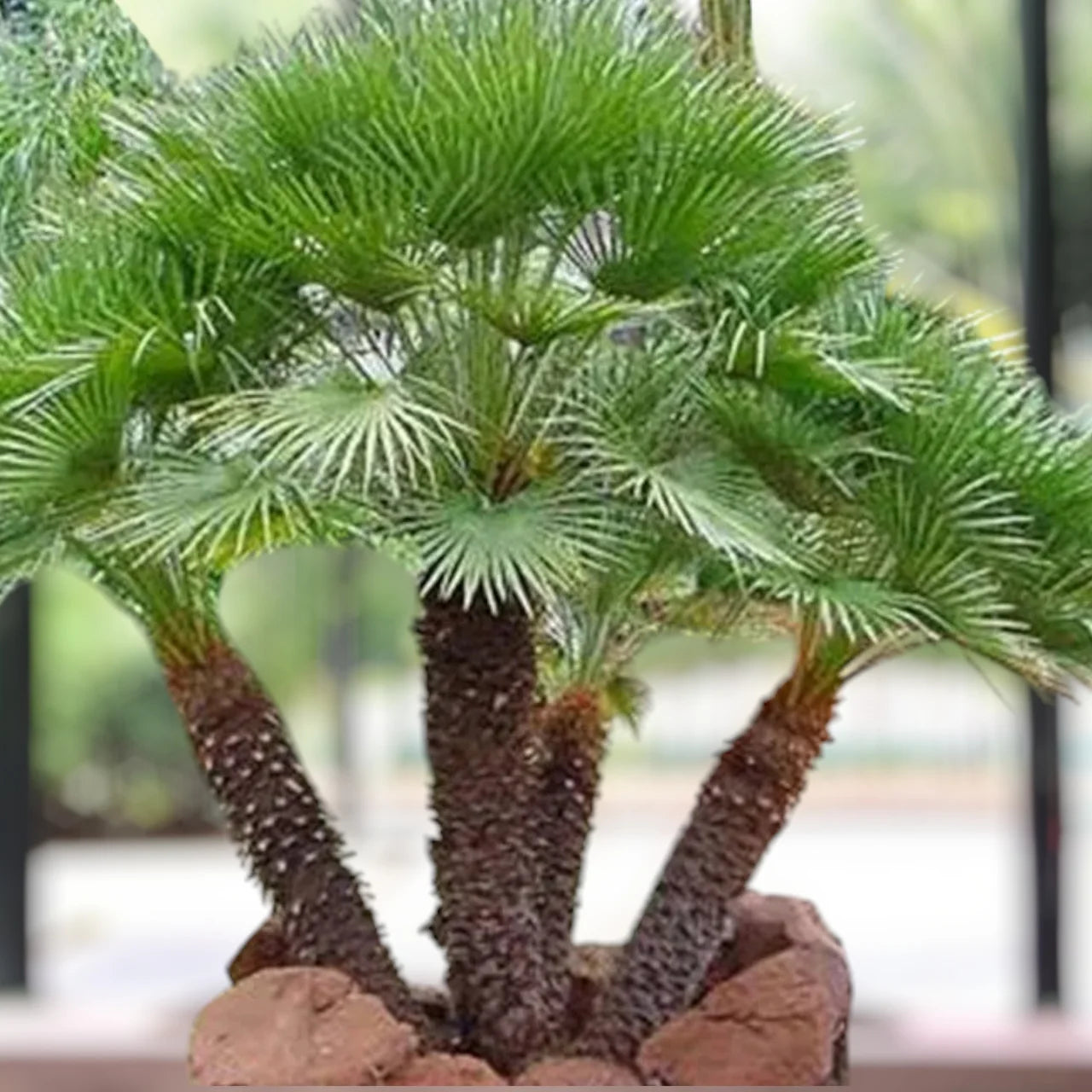 Chamaerops Humilis – European Fan Palm (Multi Trunk Specimen)