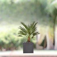 Chamaerops Humilis – European Fan Palm (Multi Trunk Specimen)