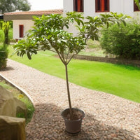 Manilkara Zapota (Chickoo)