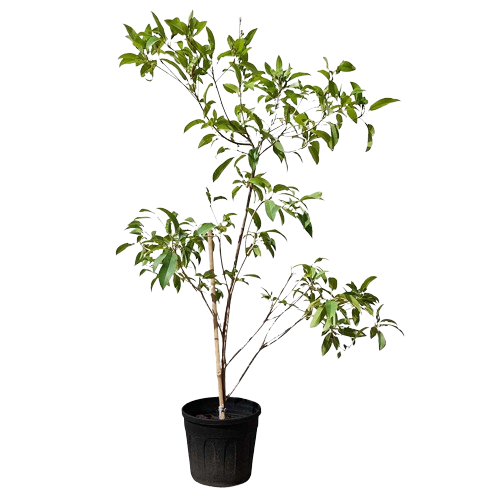 Manilkara Zapota, Chickoo fruit tree, Chickoo plant for sale, Sapodilla tree, Tropical fruit tree